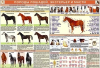 Комплект плакатов "Служебное коневодство" - «globural.ru» - Салават
