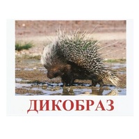 Карточки Домана "Дикие животные-3" - «globural.ru» - Салават