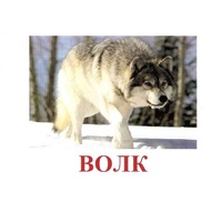 Карточки Домана "Дикие животные-1" - «globural.ru» - Салават