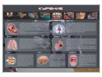 Стенд "Курение" (вариант 1) - «globural.ru» - Салават