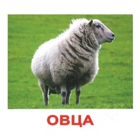 .Карточки Домана "Домашние животные" - «globural.ru» - Салават