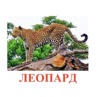 Карточки Домана "Дикие животные-2" - «globural.ru» - Салават