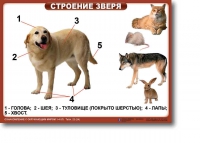 Ознакомление с окружающим миром. 1-4 класс. Комплект таблиц. Наглядные пособия для начальной школы, учебные пособия - «globural.ru» - Салават