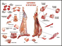 Правила разделки мясных туш "Баранина и ягнятина" 1000*1400 винил - «globural.ru» - Салават