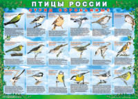 Таблица Птицы России из  4 листов в комплекте 1000*1400 винил	 - «globural.ru» - Салават