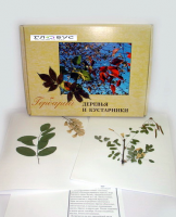 Гербарий Деревья и кустарники (20 видов) - «globural.ru» - Салават