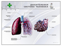 Стенд "Дыхательная система человека" - «globural.ru» - Салават