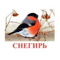Карточки Домана "Птицы-1" - «globural.ru» - Салават