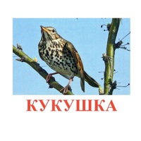 Карточки Домана "Птицы-3" - «globural.ru» - Салават