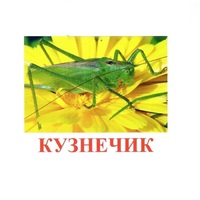 Карточки Домана "Насекомые" - «globural.ru» - Салават