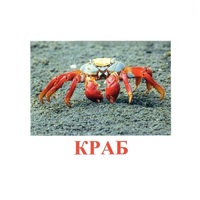 Карточки Домана "Подводный мир" - «globural.ru» - Салават