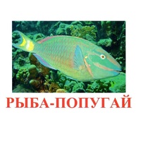Карточки Домана "Рыбы" - «globural.ru» - Салават