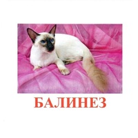 Карточки Домана "Породы кошек" - «globural.ru» - Салават