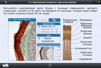 Интерактивные курсы. Биология 5 класс. Базовый  - «globural.ru» - Салават