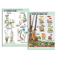 Комплект таблиц для начальной школы "Окружающий мир. Грибы. Растительный мир" - «globural.ru» - Салават