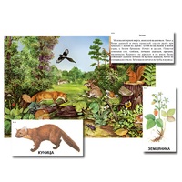 Магнитный плакат-аппликация "Лес: биоразнообразие и взаимосвязи в сообществе" - «globural.ru» - Салават