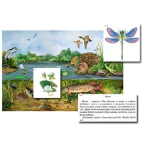 Магнитный плакат-аппликация "Водоем: биоразнообразие и взаимосвязи в сообществе" - «globural.ru» - Салават
