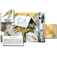 Магнитный плакат-аппликация "Биоразнообразие и экологические группы. Птицы зимой" - «globural.ru» - Салават