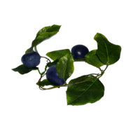 Ветка муляжей "Слива" - «globural.ru» - Салават