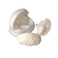 Модель мозга в разрезе - «globural.ru» - Салават