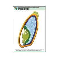 Рельефная таблица "Зерновка пшеницы" (формат А1, матовое ламинир.) - «globural.ru» - Салават