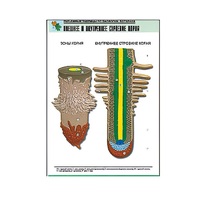 Рельефная таблица "Внешнее и внутреннее строение корня" (формат А1, матовое ламинир.) - «globural.ru» - Салават