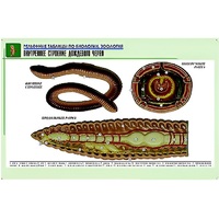 Рельефная таблица "Внутреннее строение дождевого червя" (формат А1, матовое ламинир.) - «globural.ru» - Салават