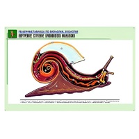 Рельефная таблица "Внутреннее строение брюхоногого моллюска" (формат А1, матовое ламинир.) - «globural.ru» - Салават