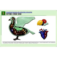 Рельефная таблица "Внутреннее строение голубя" (формат А1, матовое ламинир.) - «globural.ru» - Салават