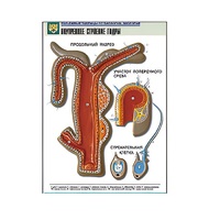 Рельефная таблица "Внутреннее строение гидры" (формат А1, матовое ламинир.) - «globural.ru» - Салават