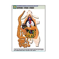 Рельефная таблица "Внутреннее строение кролика" (формат А1, матовое ламинир.) - «globural.ru» - Салават