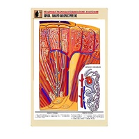 Рельефная таблица "Почка. Макро-микростроение" - «globural.ru» - Салават