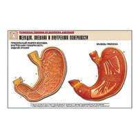 Рельефная таблица "Желудок. Внешняя и внутренняя поверхности" (формат А1, матовое ламинир.) - «globural.ru» - Салават