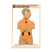 Рельефная таблица "Железы внутренней секреции" (формат А1, матовое ламинир.) - «globural.ru» - Салават