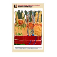 Рельефная таблица "Ворсинка кишечная с сосудом" (формат А1, матовое ламинир.) - «globural.ru» - Салават