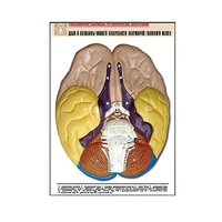 Рельефная таблица "Доли и извилины нижней поверхности полушарий головного мозга" - «globural.ru» - Салават