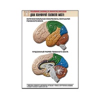 Рельефная таблица "Доли полушарий головного мозга" - «globural.ru» - Салават