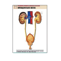 Рельефная таблица "Мочевыделительная система" (формат А1, матовое ламинир.) - «globural.ru» - Салават