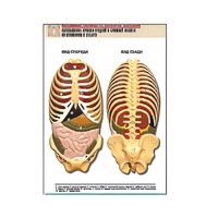 Рельефная таблица "Расположение органов грудной и брюшной полостей по отношению к скелету"(формат А1, лам.) - «globural.ru» - Салават