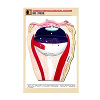 Рельефная таблица "Глаз. Строение" (формат А1, матовое ламинир.) - «globural.ru» - Салават