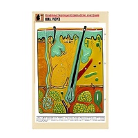 Рельефная таблица "Кожа. Разрез" (формат А1, матовое ламинир.) - «globural.ru» - Салават