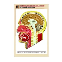 Рельефная таблица "Сагиттальный разрез головы" (формат А1, матовое ламинир.) - «globural.ru» - Салават