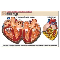 Рельефная таблица "Строение сердца" (формат А1, матовое ламинир.) - «globural.ru» - Салават