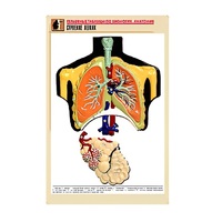 Рельефная таблица "Строение легких" (формат А1, матовое ламинир.) - «globural.ru» - Салават