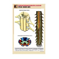 Рельефная таблица "Строение спинного мозга " (формат А1, матовое ламинир.) - «globural.ru» - Салават