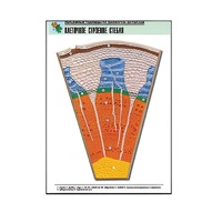 Рельефная таблица "Клеточное строение стебля" (формат А1, матовое ламинир.) - «globural.ru» - Салават