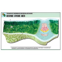 Рельефная таблица "Клеточное строение листа" (формат А1, матовое ламинир.) - «globural.ru» - Салават