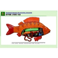 Рельефная таблица "Внутреннее строение рыбы" (формат А1, матовое ламинир.) - «globural.ru» - Салават