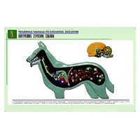 Рельефная таблица "Внутреннее строение собаки" (формат А1, матовое ламинир.) - «globural.ru» - Салават