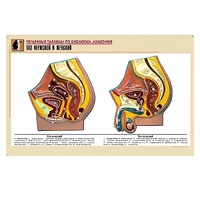 Рельефная таблица "Таз мужской и женский" (формат А1, матовое ламинир.) - «globural.ru» - Салават